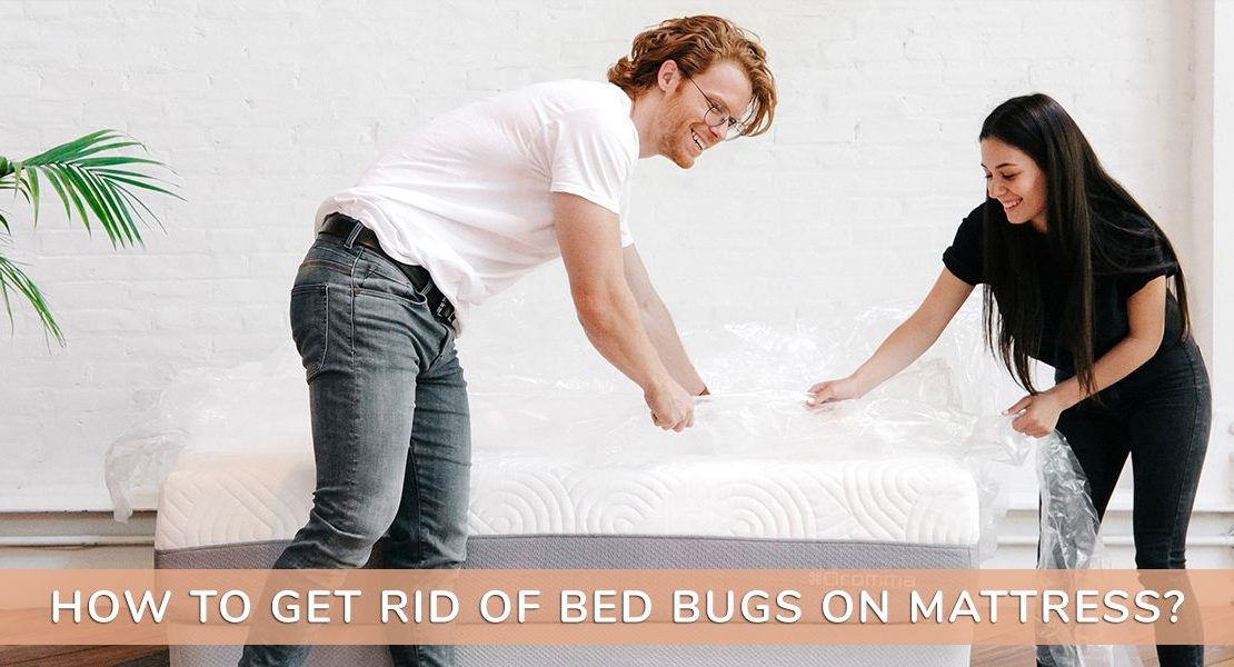 How to get rid of bed bugs on mattress