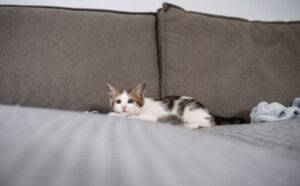 How to get cat pee out of memory foam mattress