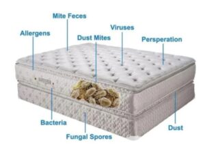 Bacteria and fungi Causes of a Smelly Mattress