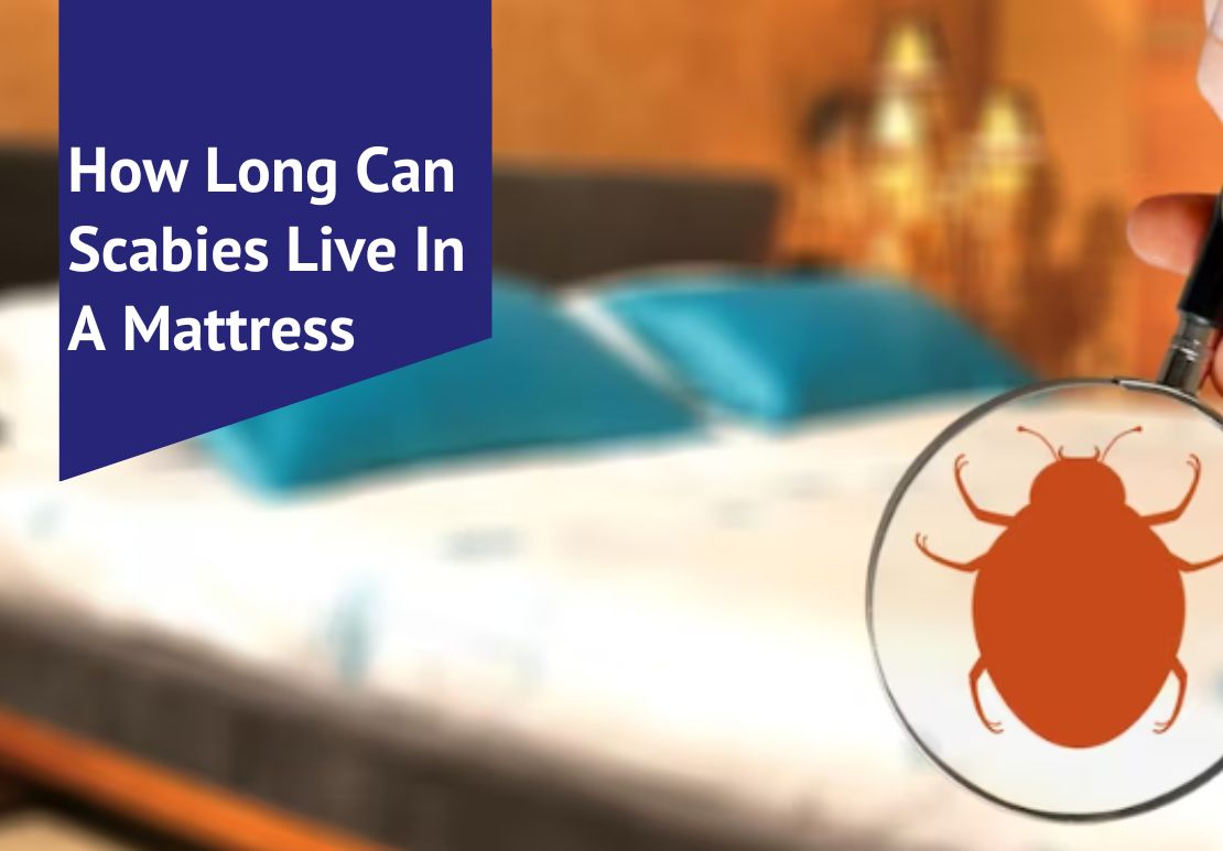 How Long Can Scabies Live In A Mattress Voonky