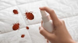 spraying alcohol on a mattress Kills dust mites and pest