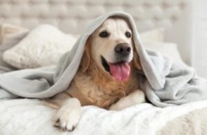 Pet smells Causes of Odor in Mattresses