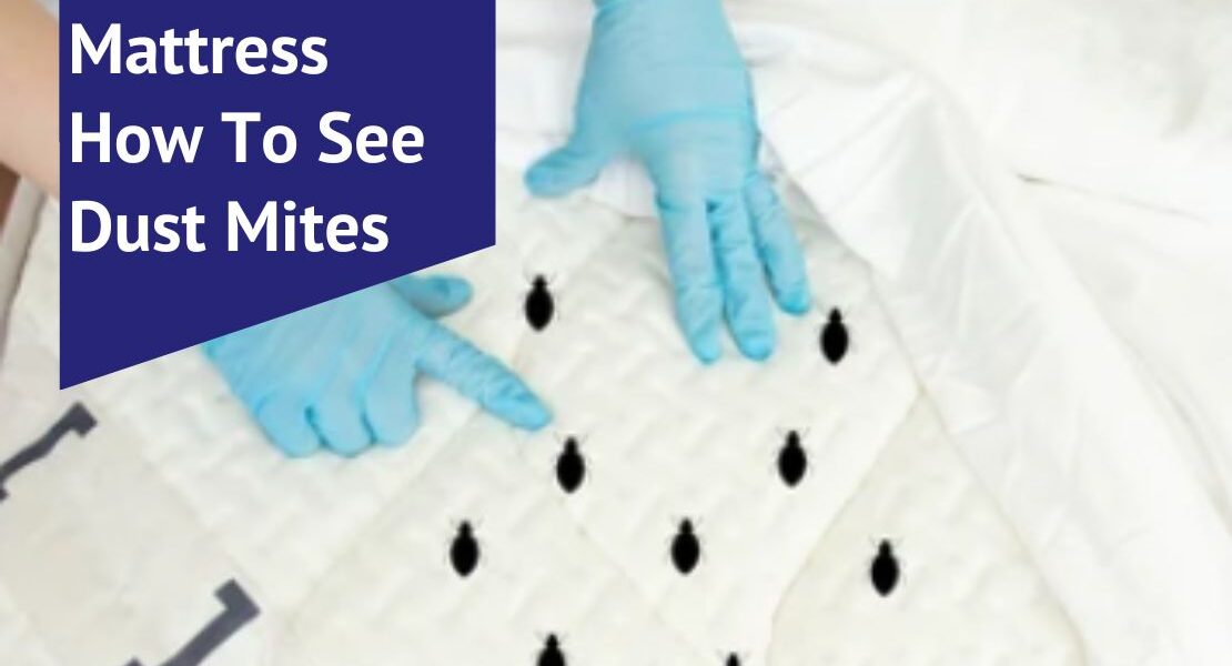 Mattress How To See Dust Mites